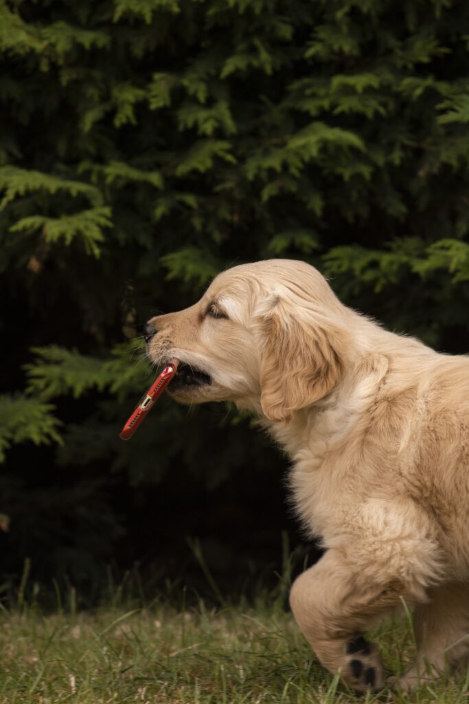 cute fluffy golden retriever sitting on the grass in the park