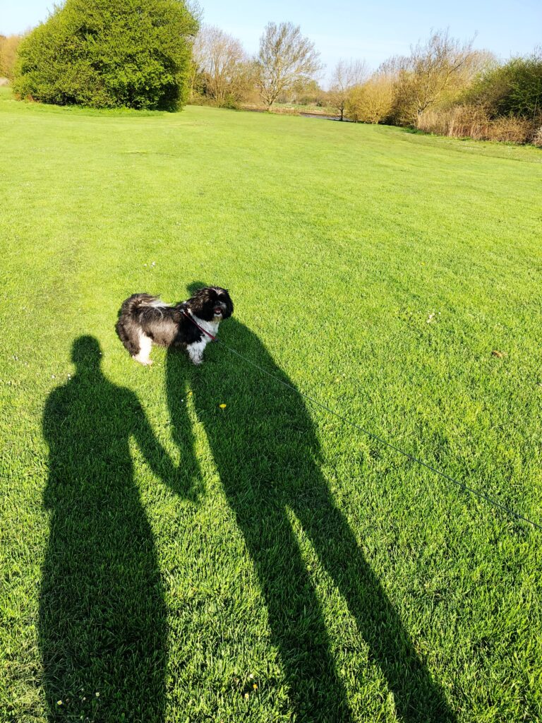 shadow dog field